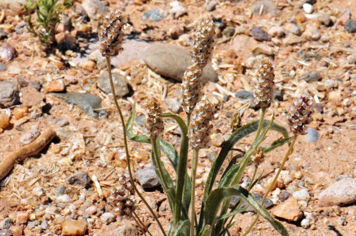 Plantago ovata, Desert Indianwheat